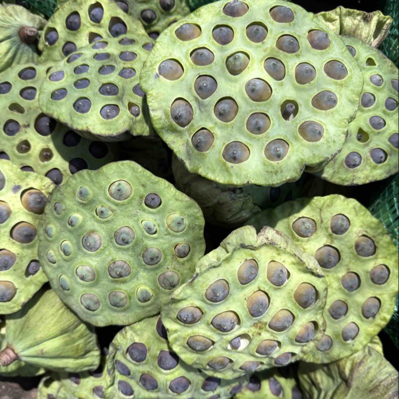 花蓬老蓬大量现货