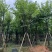骨架宫粉紫荆10～18公分产地直发规格齐全质量保证