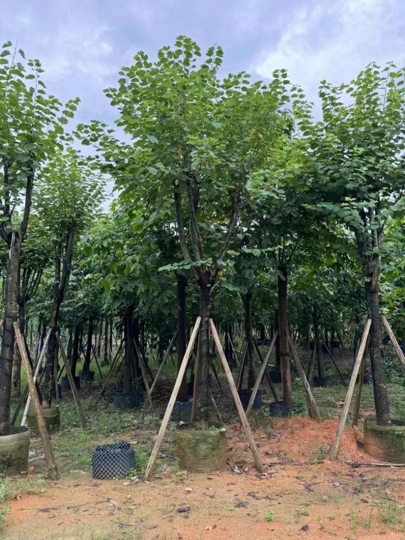 骨架宫粉紫荆10～18公分产地直发规格齐全质量保证