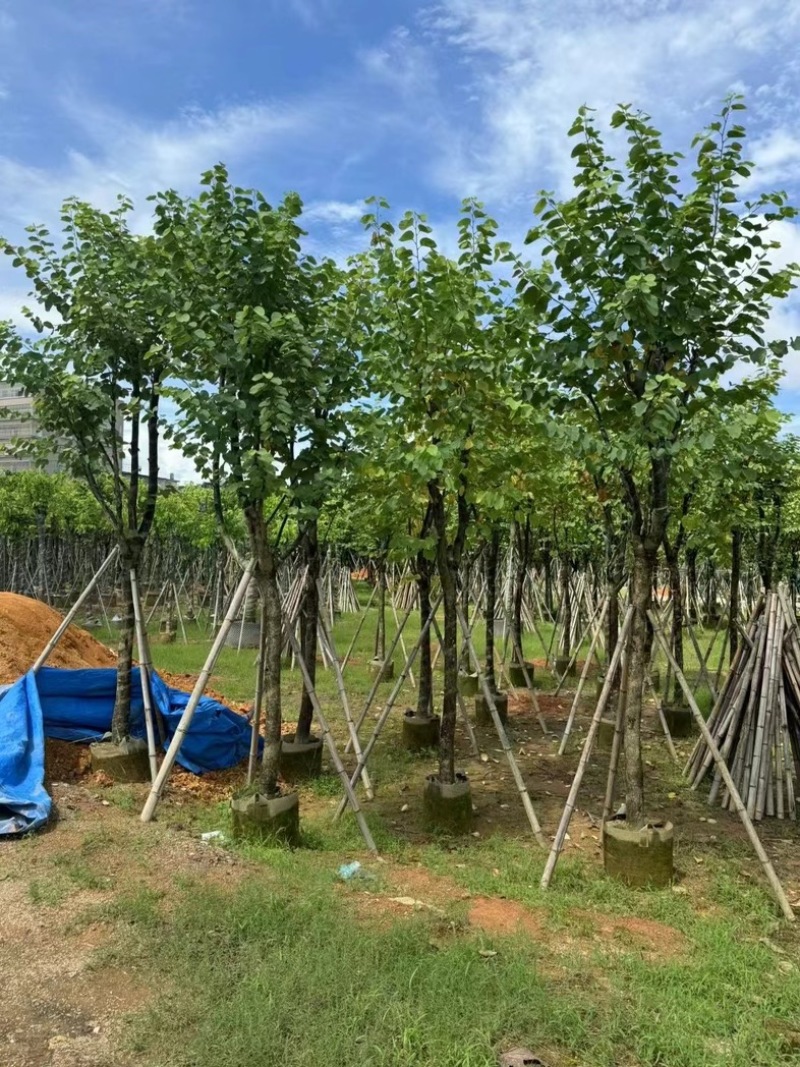 骨架宫粉紫荆10～18公分产地直发规格齐全质量保证