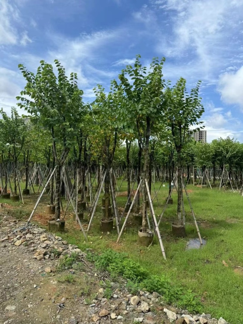 骨架宫粉紫荆10～18公分产地直发规格齐全质量保证