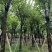 骨架宫粉紫荆10～18公分产地直发规格齐全质量保证