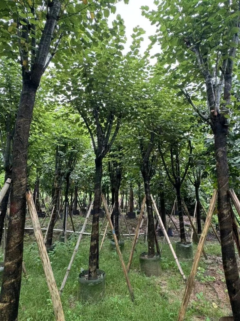骨架宫粉紫荆10～18公分产地直发规格齐全质量保证