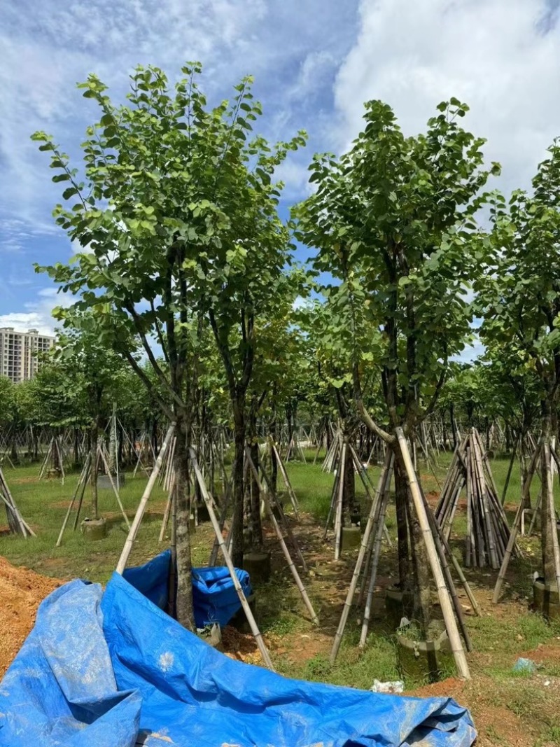 骨架宫粉紫荆10～18公分产地直发规格齐全质量保证