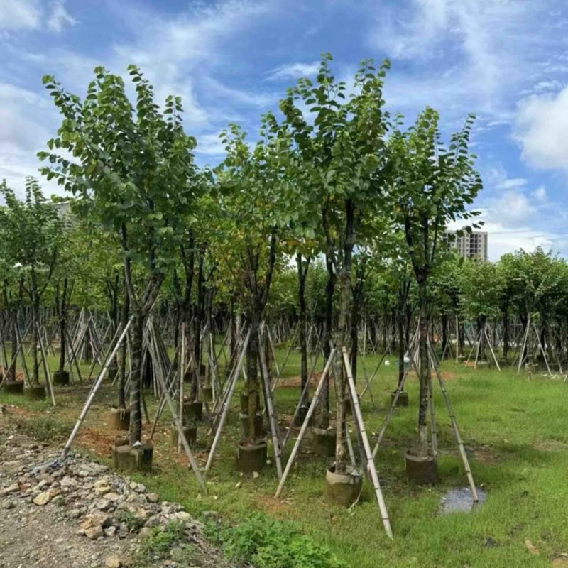 骨架宫粉紫荆10～18公分产地直发规格齐全质量保证