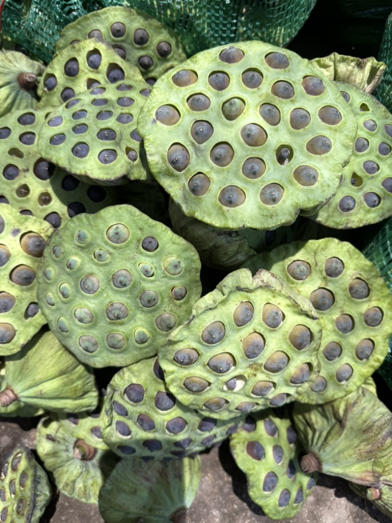 花蓬老蓬大量现货