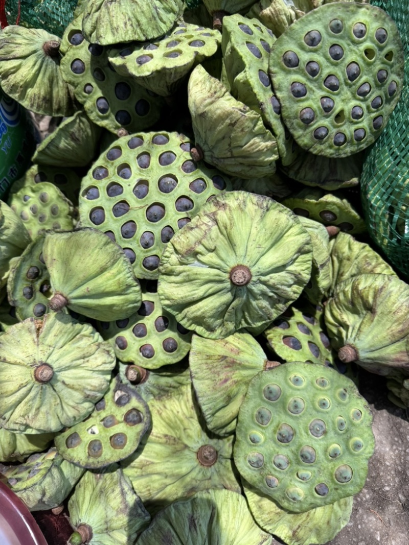 花蓬老蓬大量现货