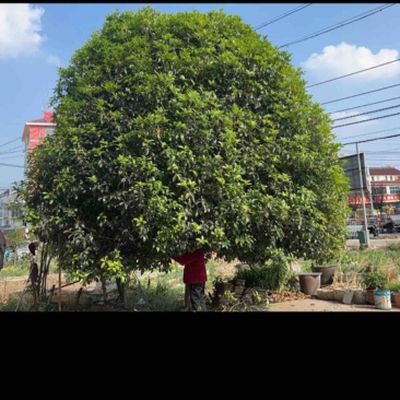 桂花树