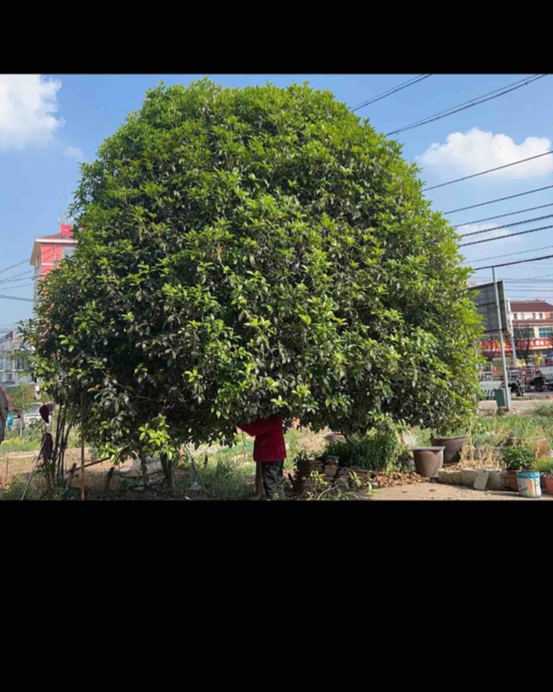 桂花树