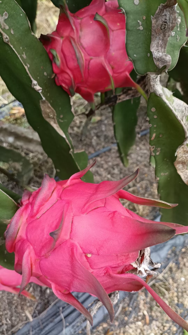 金都，桂红龙