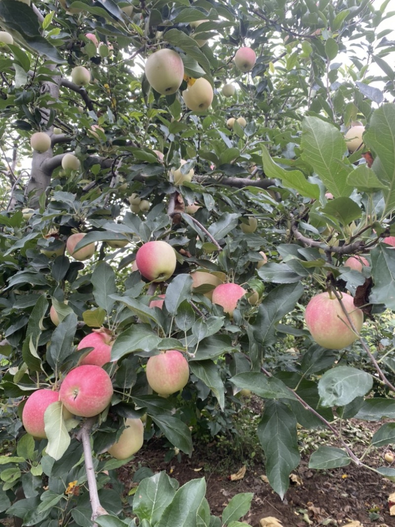 黄土高原的早熟苹果上市了，（秦洋、嘎拉）