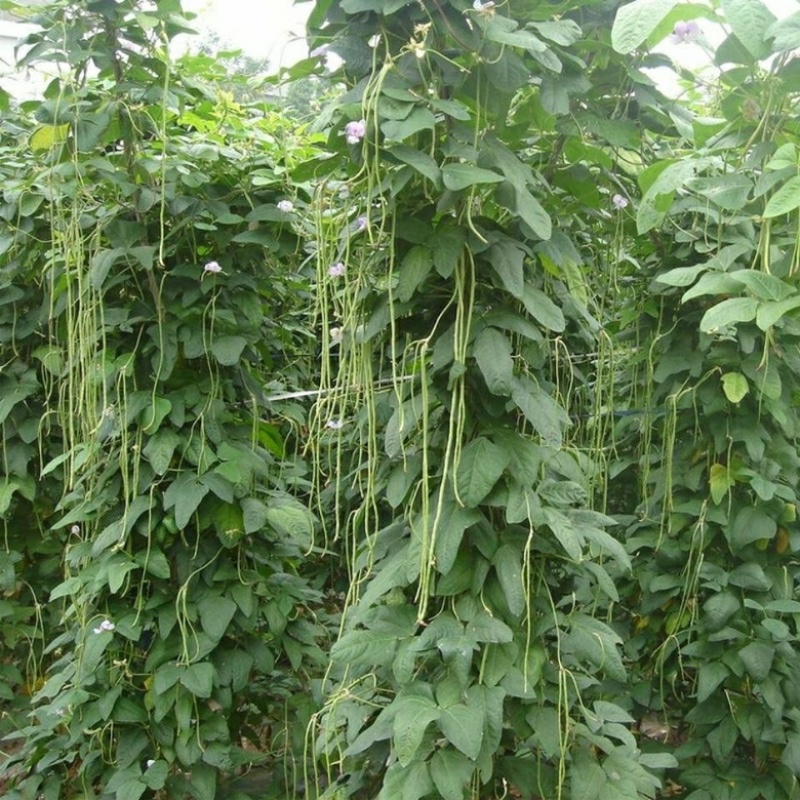 豆角大量现货，量大从优，可全国发货，欢迎采购