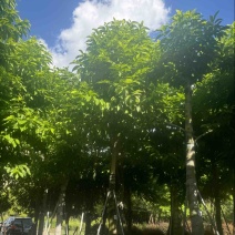 光杆白玉兰15～25公分产地直发规格齐全质量保证