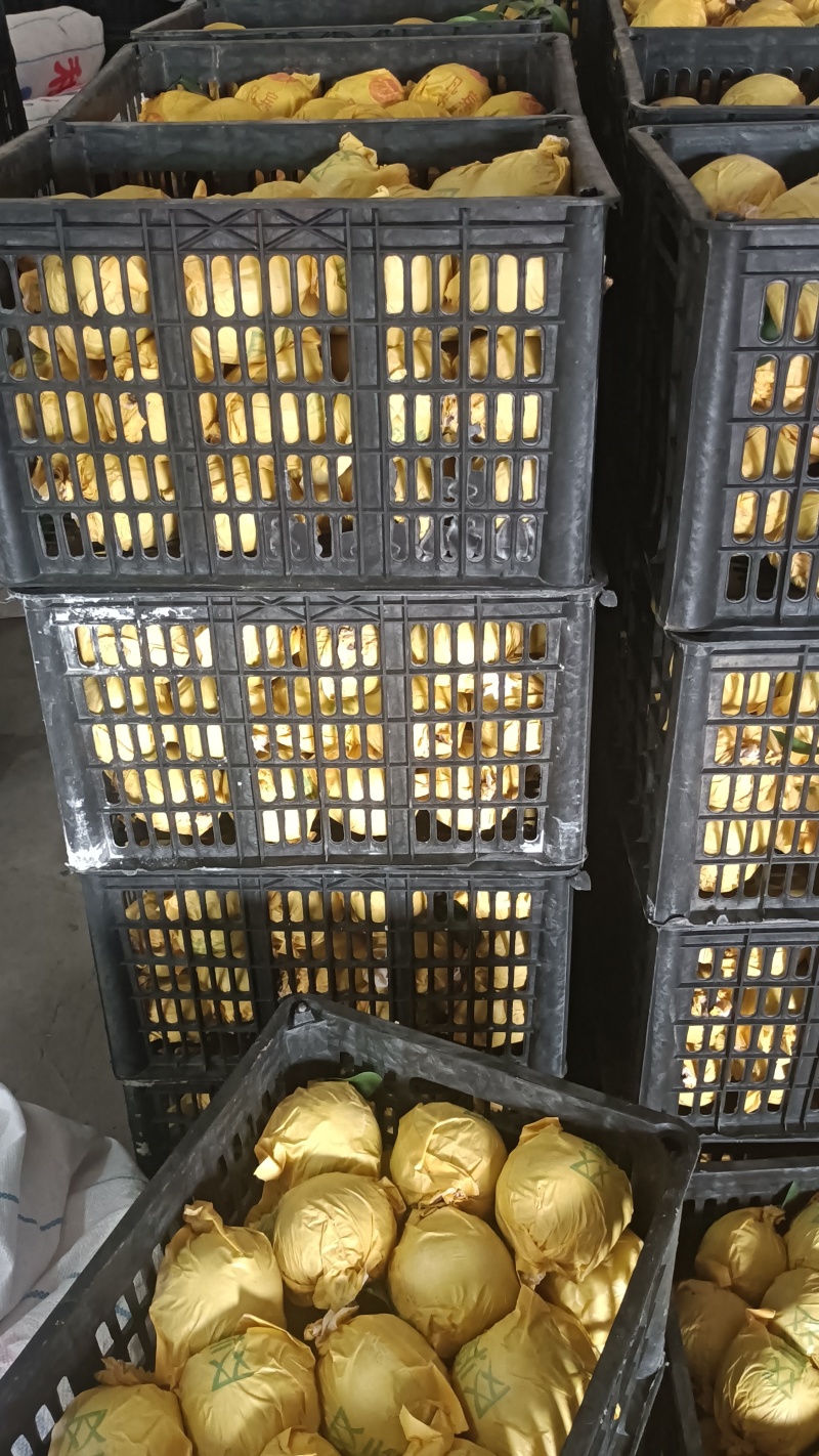 套袋皇冠梨自然色，基地大量上市口感脆甜，欢迎来电订购