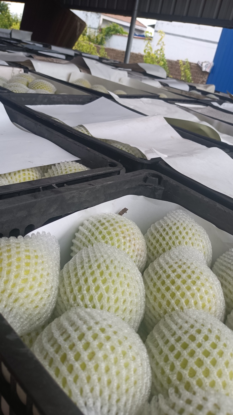 套袋皇冠梨自然色，基地大量上市口感脆甜，欢迎来电订购