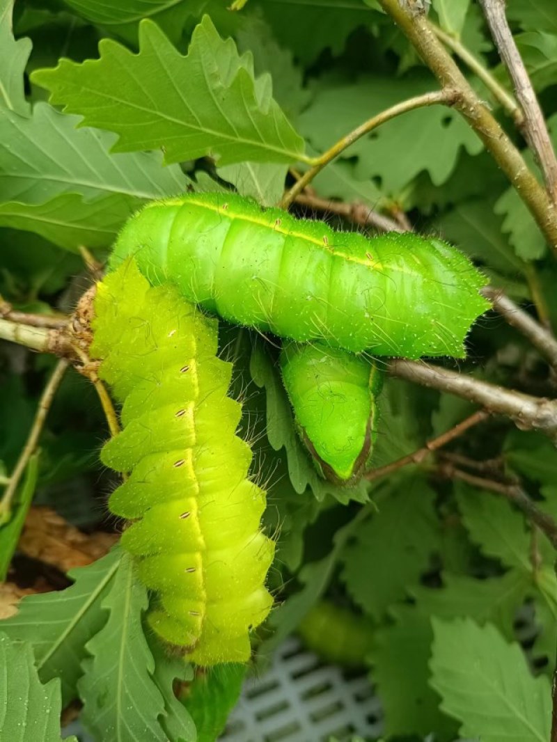 柞蚕茧