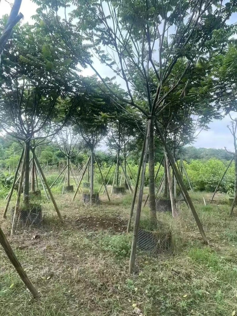 全冠麻楝12～20公分产地直发规格齐全质量保证