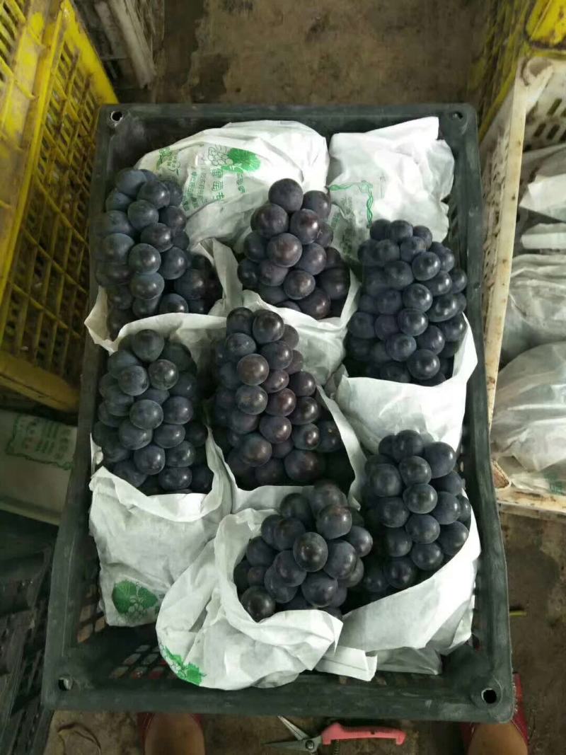 早丰6葡萄