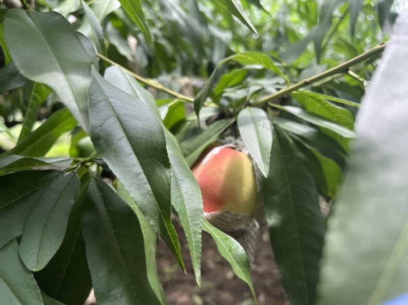 阳山水蜜桃