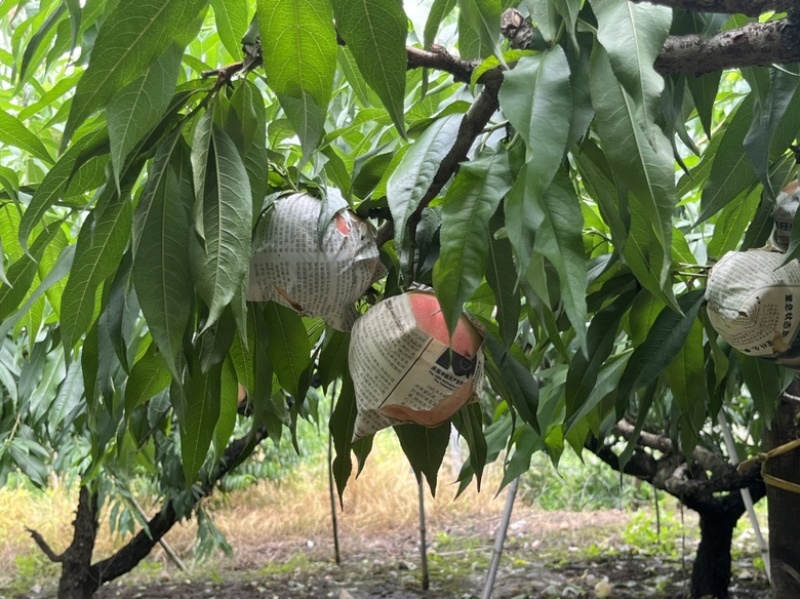 阳山水蜜桃