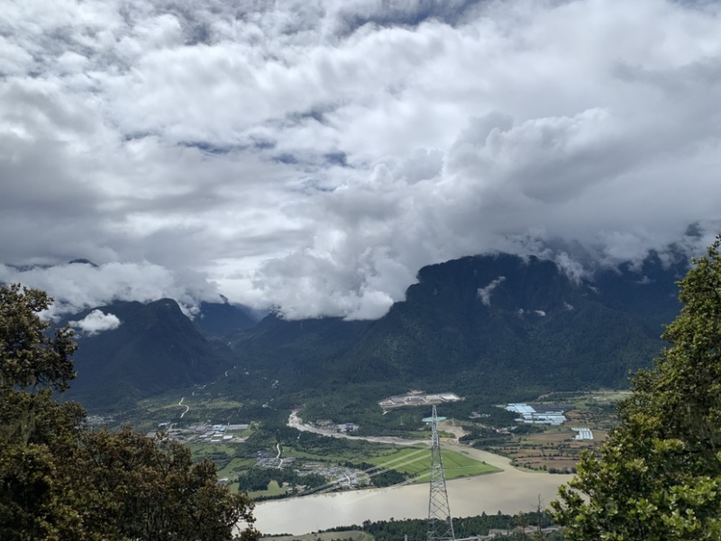 西藏林芝野生新鲜松茸