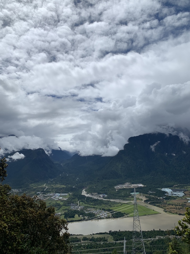 西藏林芝野生新鲜松茸