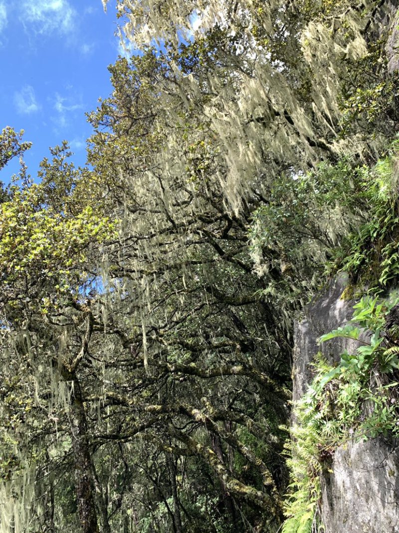 西藏林芝野生新鲜松茸