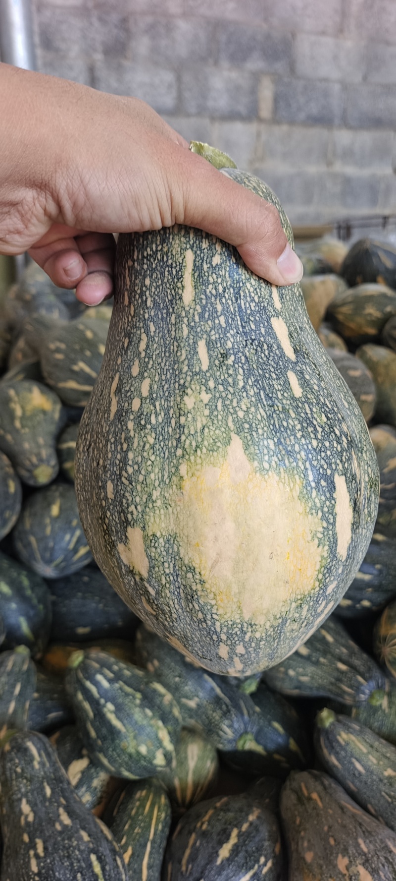 广西香芋南瓜大量上市产地批发一手货源代发全国