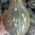 广西香芋南瓜大量上市产地批发一手货源代发全国
