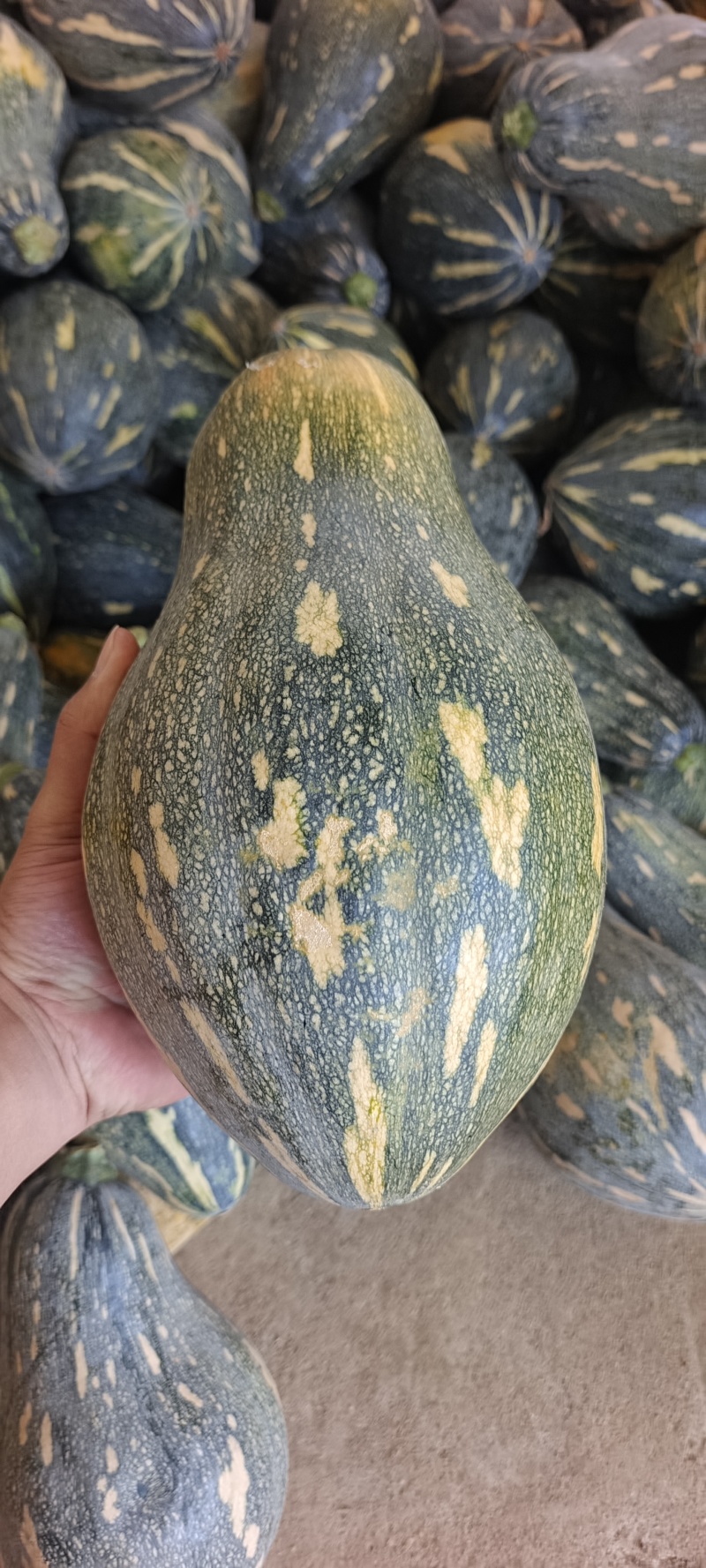 广西香芋南瓜大量上市产地批发一手货源代发全国