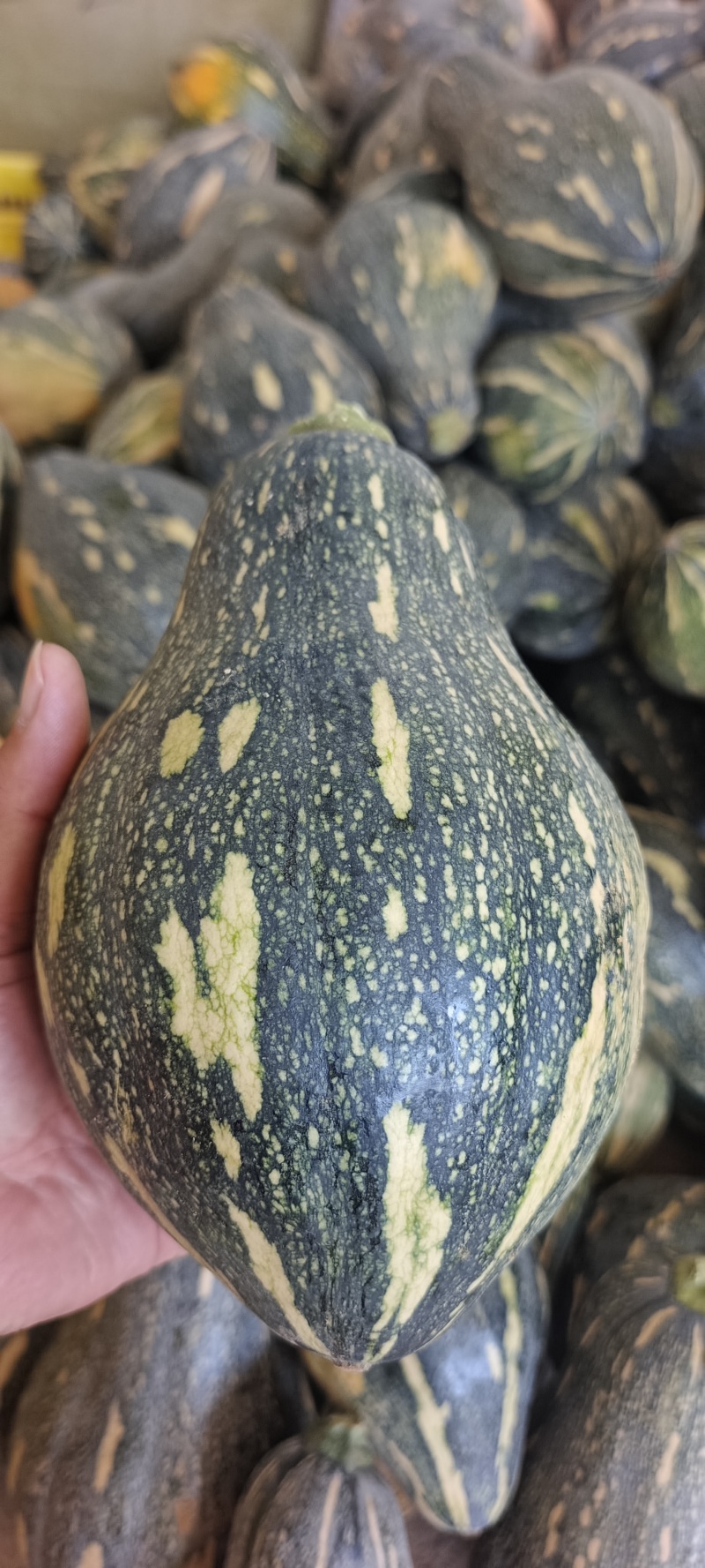 广西香芋南瓜大量上市产地批发一手货源代发全国