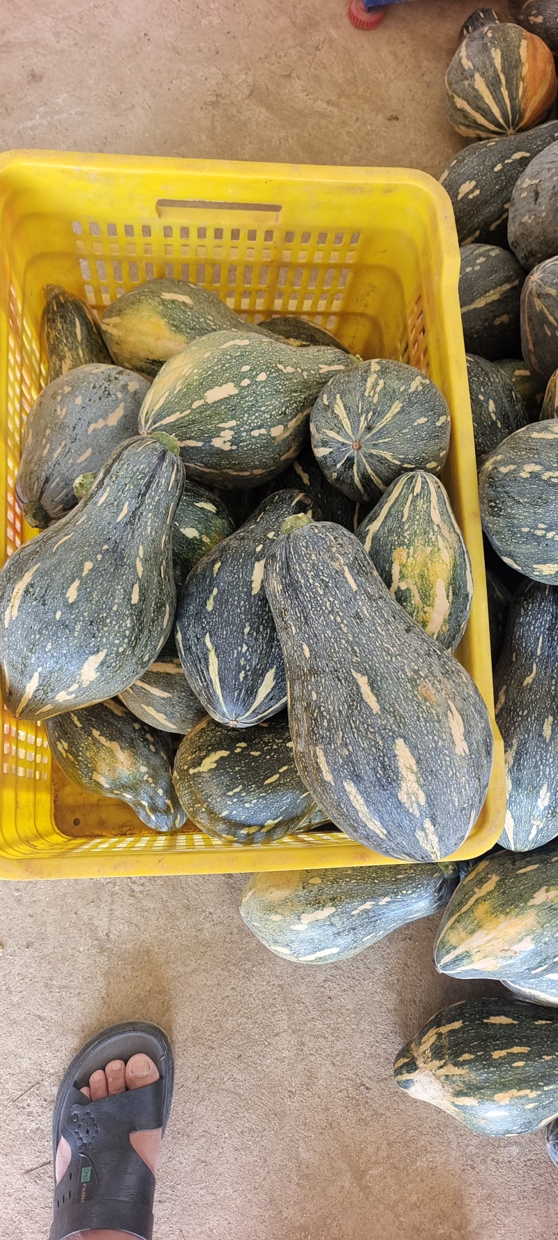 广西香芋南瓜大量上市产地批发一手货源代发全国
