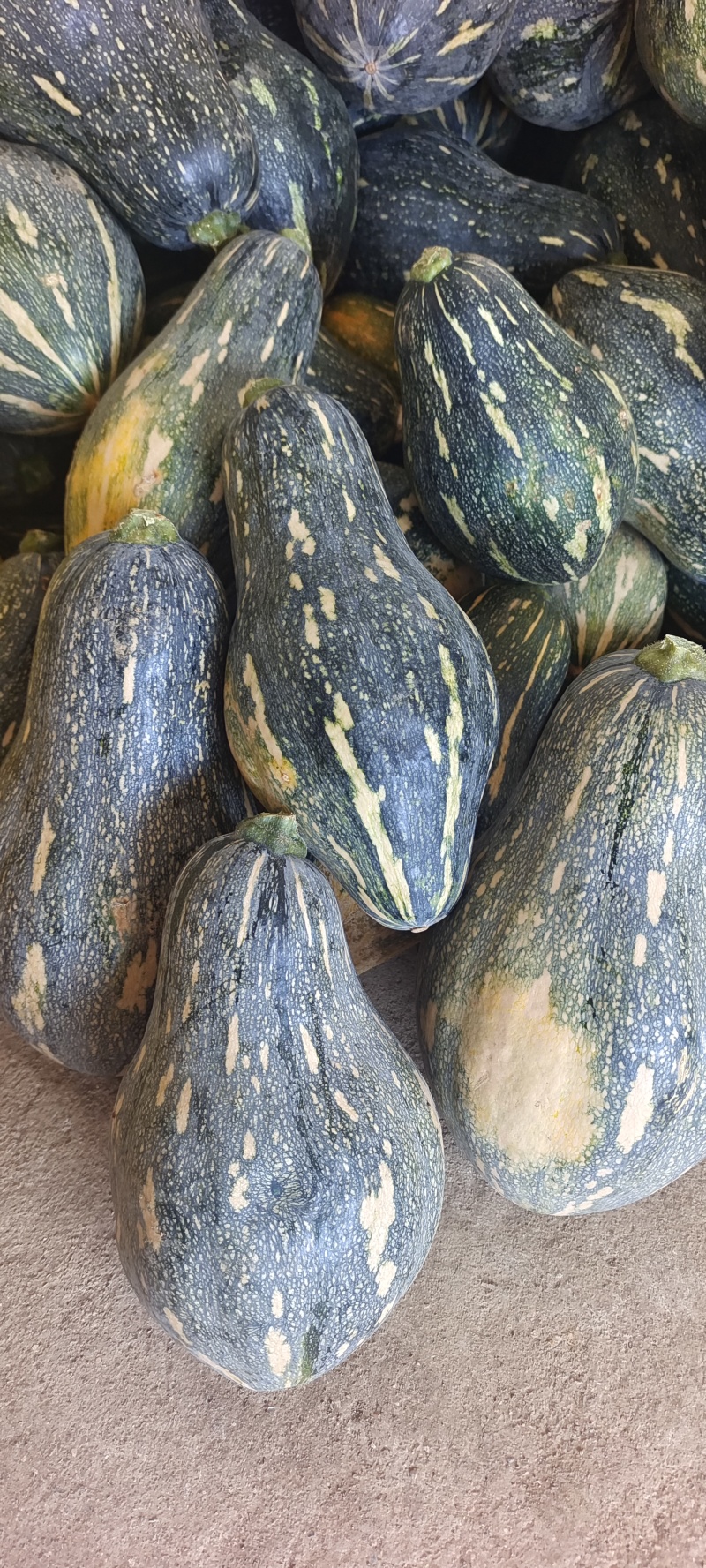 广西香芋南瓜大量上市产地批发一手货源代发全国