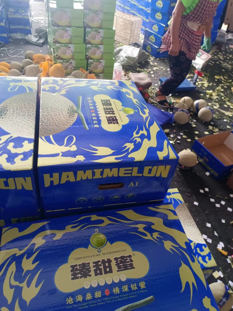 玫珑网纹瓜牛三网纹瓜粗网麻纹好产地包棚定货糖度高
