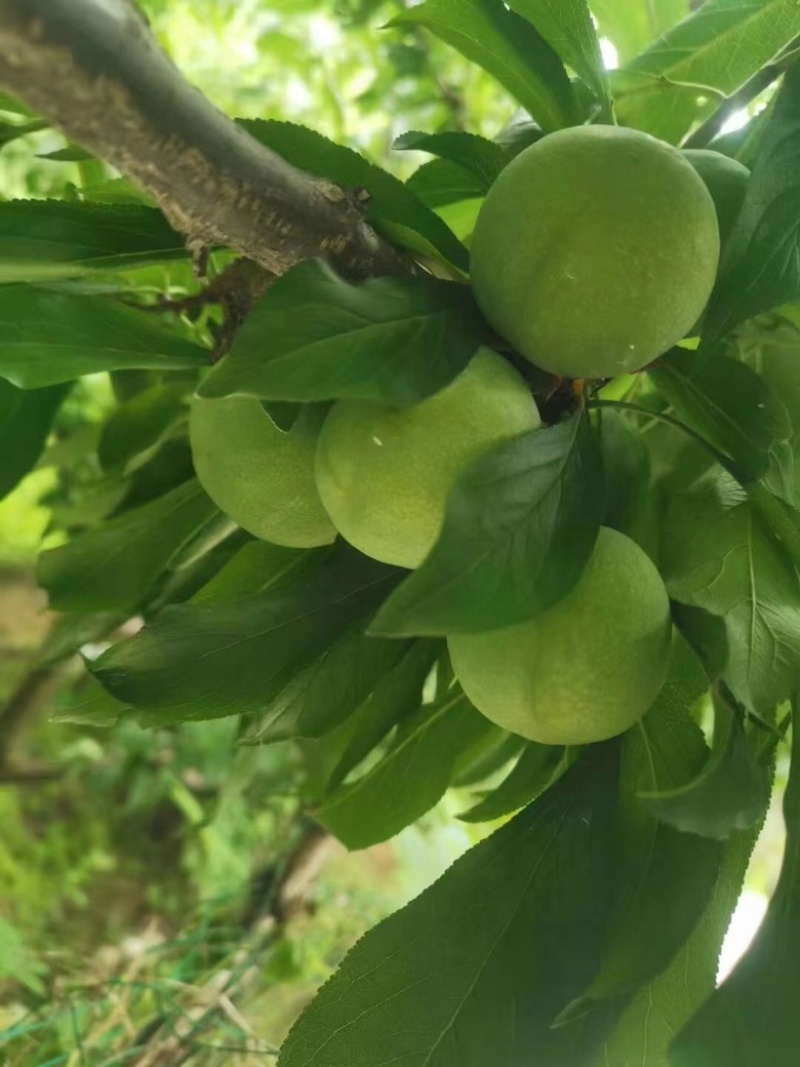 茂汶青脆李专业代办