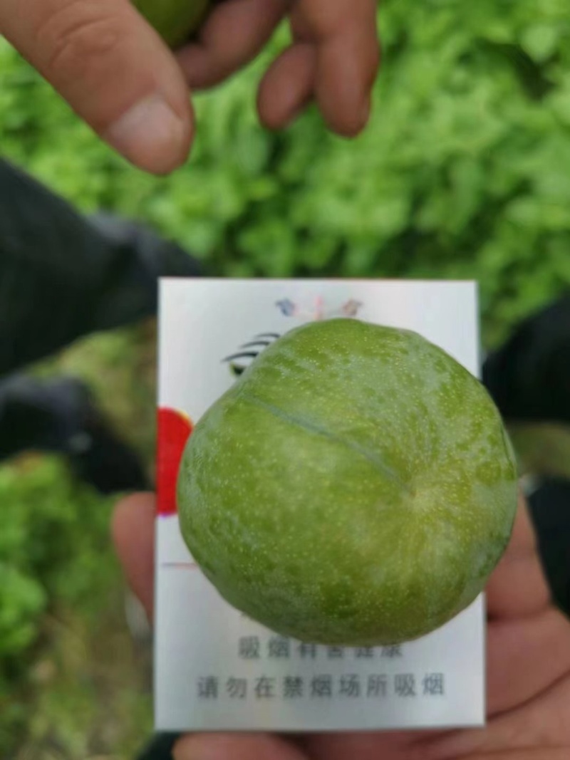 茂汶青脆李专业代办