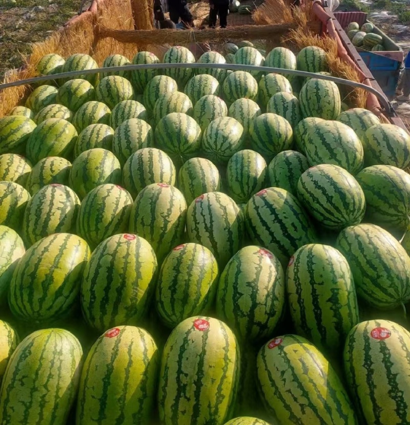 宁夏巾卫沙波头区，宁夏瓜，皮薄，糖度高，欢迎全国前来定购
