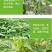 豆类拉长嫩直花荚饱豆角芸豆膨大素拉直拉长豆角嫩直长