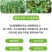 豆类拉长嫩直花荚饱豆角芸豆膨大素拉直拉长豆角嫩直长