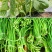 豆类拉长嫩直花荚饱豆角芸豆膨大素拉直拉长豆角嫩直长