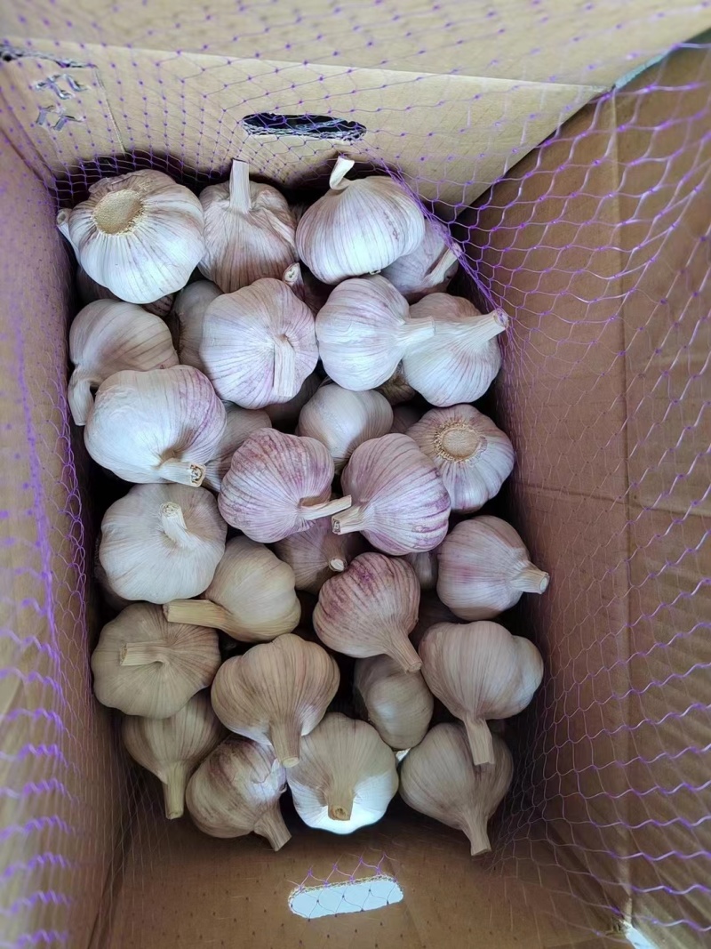 《大蒜》金乡大蒜/紫皮大蒜/供应出口/常年代收代办