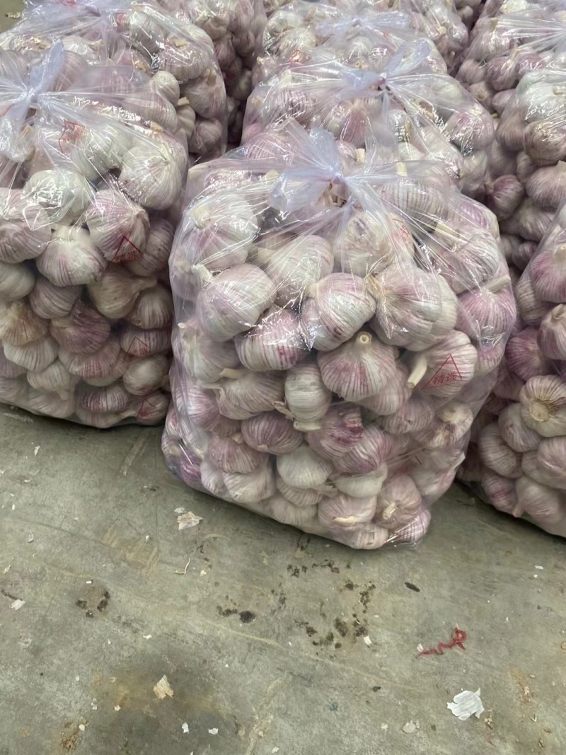 《大蒜》金乡大蒜/紫皮大蒜/供应出口/常年代收代办