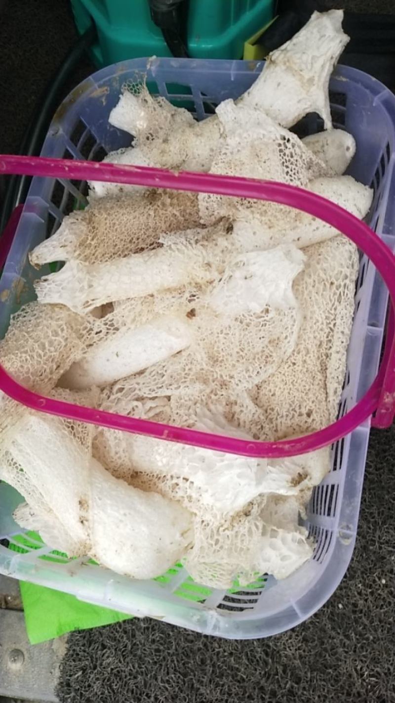 竹荪