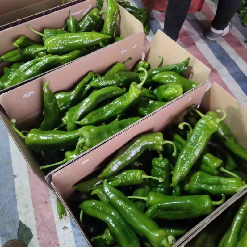 芜湖万亩基地精品薄皮青椒品质好，条形好代发全国