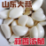 《大蒜》金乡大蒜/紫皮大蒜/供应出口/常年代收代办