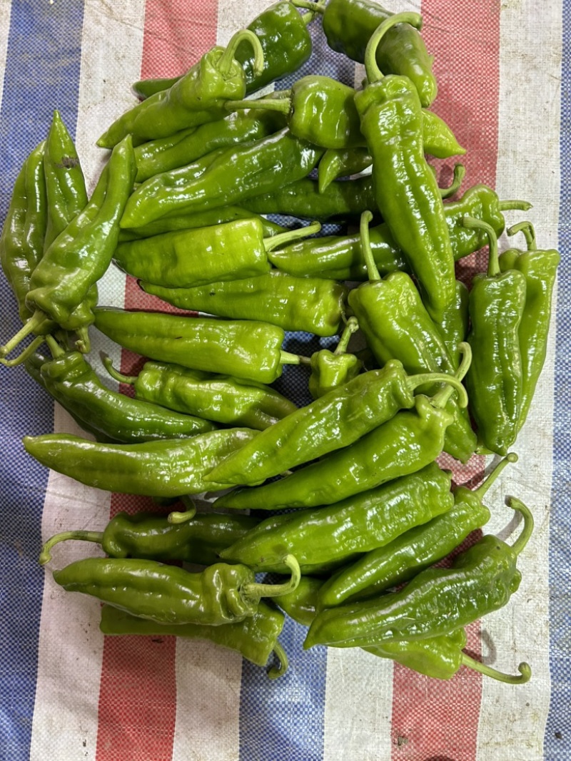芜湖万亩基地精品薄皮青椒品质好，条形好代发全国