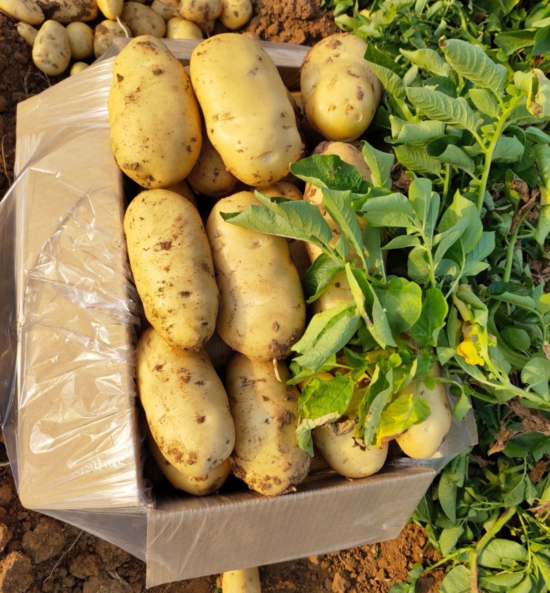 荷兰十五土豆山东土豆枣庄土豆黄皮黄心规格齐全