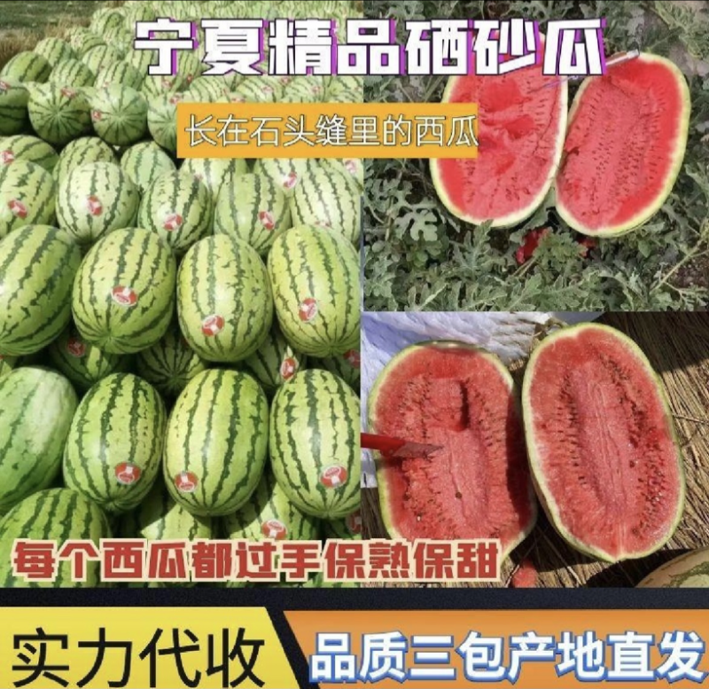宁夏硒砂瓜宁夏西瓜甘甜多汁产地直达