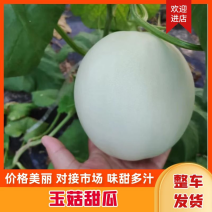 玉菇甜瓜产地直发，欢迎客商前来选购规格齐全