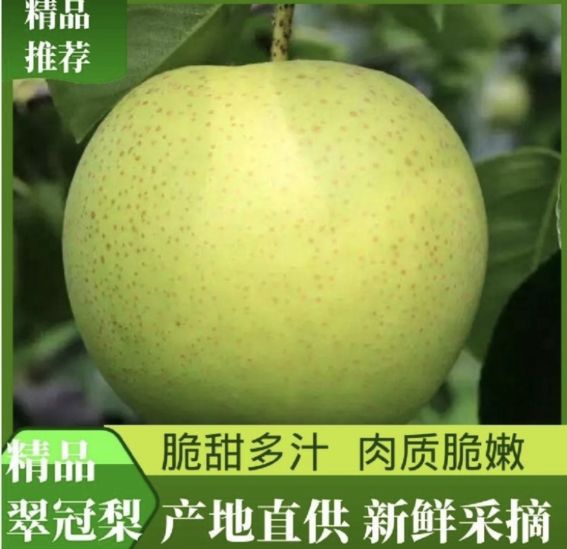 安徽砀山皇冠梨翠绿梨大量上市产地直发